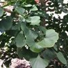 Jade Butterflies Ginko